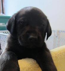 Chicago Lab Rescue labrador retriever rescue/adoption chicagoland illinois